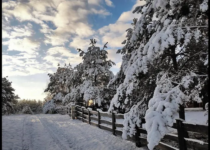 Hankowka Mazury Jerutki